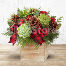 Christmas Succulent Arrangement