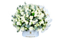 Elegance in White Phalaenopsis & Roses Mixed Flowers Fresh Flower Arrangements
