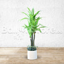 Artificial Draecena Massangeana - Home / Office Decor