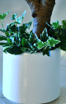 Artificial Yucca Plant - Home / Office Decor