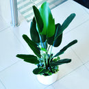 Artificial Strelitzia Palm (Birds of Paradise) - Home / Office Decor