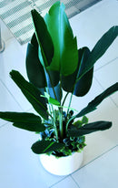 Artificial Strelitzia Palm (Birds of Paradise) - Home / Office Decor
