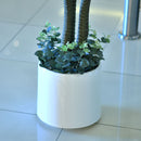 Artificial Draecena Massangeana - Home / Office Decor