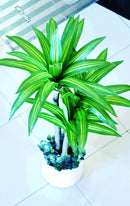 Artificial Draecena Massangeana - Home / Office Decor