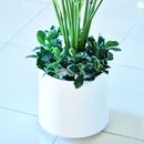 Artificial Kentia Palm - Home / Office Decor