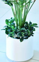 Artificial Kentia Palm - Home / Office Decor