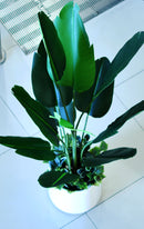 Artificial Strelitzia Palm (Birds of Paradise)  - Home / Office Decor
