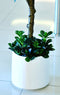 Artificial Panda Ficus  - Home / Office Decor